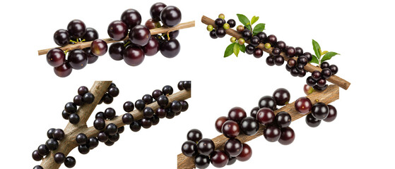 Set of fresh black peppercorns or elderberries on branches isolated on a white background.