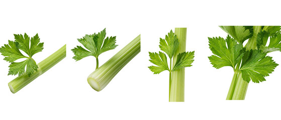 Set of fresh green celery stalks with leaves isolated on a white background.
