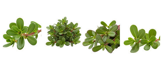 Set of fresh green common purslane bunches isolated on a white background.