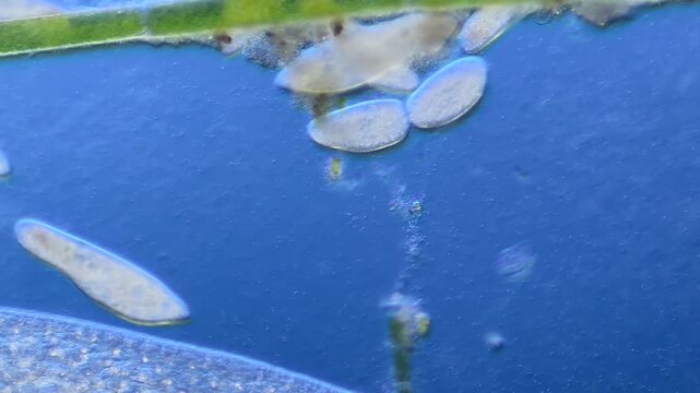 Paramecium cell division under the microscope at 100x Magnification
