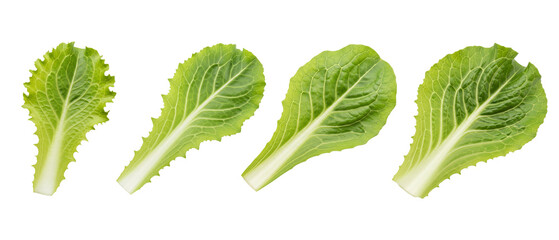 Set of fresh green Romaine lettuce leaves isolated on a white background.