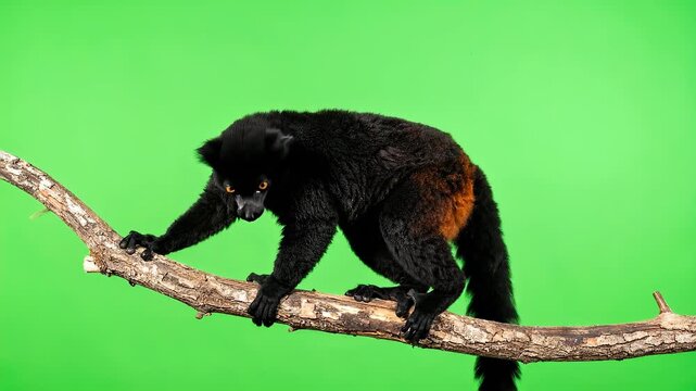 Black monkey perched on a tree branch against a green background.