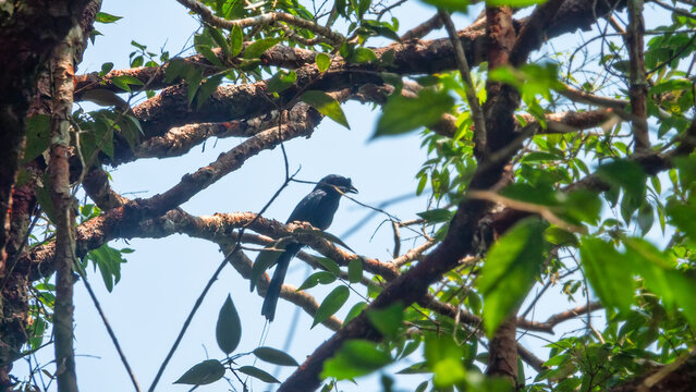 Spangled drongo (Dicrurus bracteatus) in tropical forest of Malay Peninsula. Malaysia.