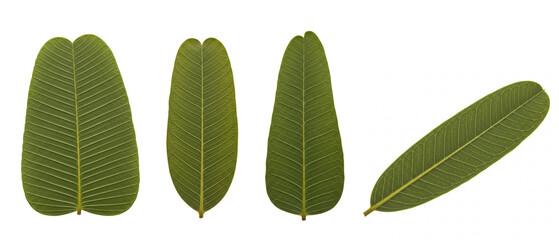 Set of green Senna alata leaves isolated on a white background.