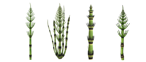 Vintage botanical illustration set of four horsetail plants on a white background.