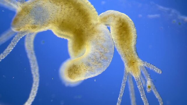 Hydra bud under the microscope at 40x Magnification