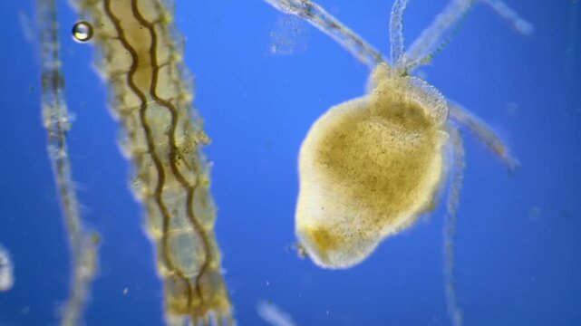 Damselfly nymph and Hydra under the microscope at 40x Magnification