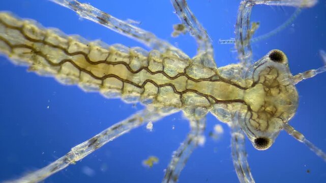 Damselfly nymph and Hydra under the microscope at 40x Magnification