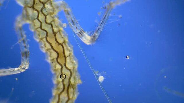 Damselfly nymph and Hydra under the microscope at 40x Magnification