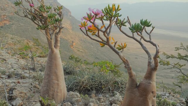 A Socotra Desert Rose (Bottle Tree) with a thick swollen trunk and vibrant pink blossoms grows among rocks in an arid environment, showcasing unique adaptation to harsh desert conditions, POV walking