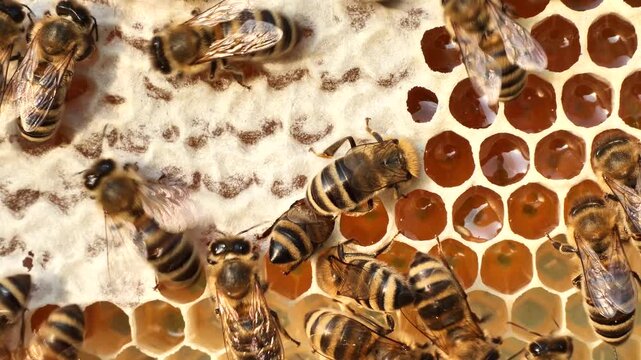 Nectar and honey from meadow and wild flowers. 
The most useful honey. Contains the largest number of components useful for maintaining human health.

