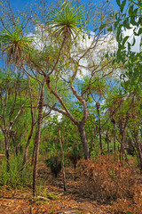 Palm and Eucalyptus Forest in Northern Australia