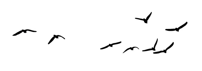 flock seagull birds flying isolated on clear background © AnlDnc