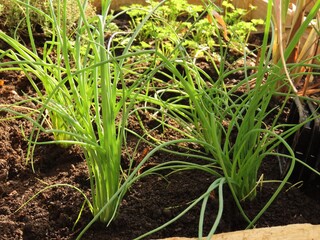 Obraz premium Chives on a vegetable garden. Ciboulette on a garden bed. 