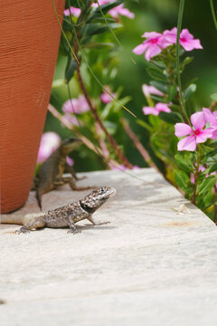 lizzards and pink flowers