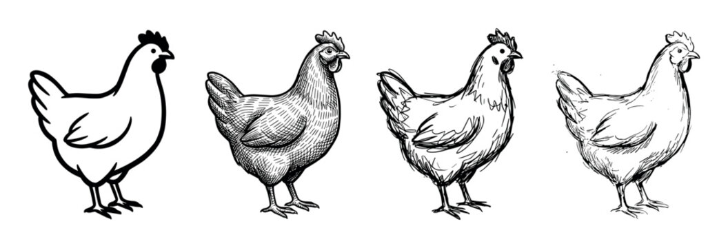 Set of four black and white hen drawings showing different illustration techniques from clean line art and vintage engraving to expressive hand-drawn sketches