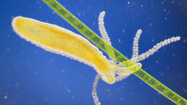 Cnidarian Hydra under the microscope at 40x Magnification