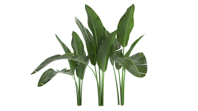 bird of paradise and small plant isolated