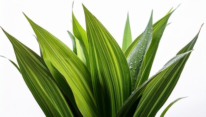 Fototapeta premium A Vibrant Green Plant With Long Thin Leaves Covered In Water Droplets Isolated On Transparent Background