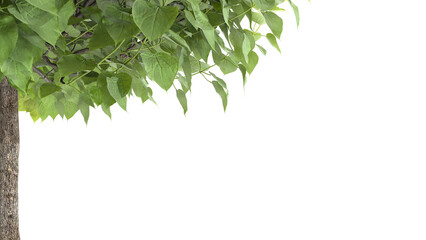 Various types of tree branch plants bushes shrub and and small plants	
