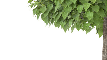 Various types of tree branch plants bushes shrub and and small plants	

