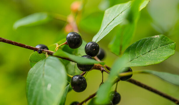 Black alder buckthorn berries Frangula alnus on branch.