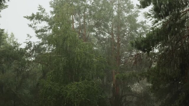 Pine Forest Soaked By Heavy Rain, Mist Weaving Between Trunks Wide Framing Captures Dense Evergreen Canopy