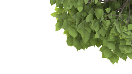 Various types of tree branch plants bushes shrub and and small plants