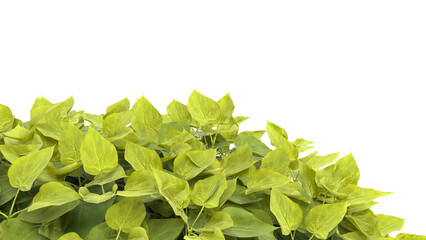 Various types of tree branch plants bushes shrub and and small plants