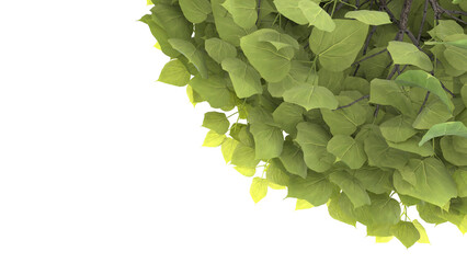 Various types of tree branch plants bushes shrub and and small plants