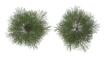 tree with support pole