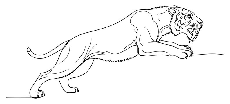 Sabertooth tiger smilodon one line drawing, continuous line art of prehistoric predator for paleontology and nature concept