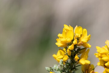 Fototapeta premium Close up of common gorse (ulex europaeus) flowers in bloom