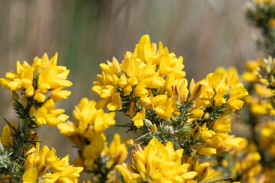 Close up of common gorse (ulex europaeus) flowers in bloom