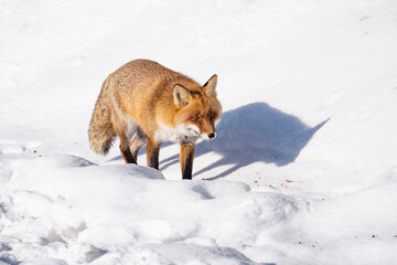 Fototapeta premium A beautiful wild red fox with thick fur hunting and walking on a bright snowy hill during a sunny winter day.