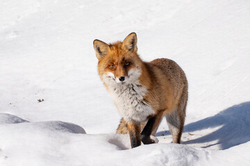 Obraz premium A beautiful wild red fox with thick fur hunting and walking on a bright snowy hill during a sunny winter day.