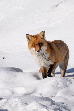 A beautiful wild red fox with thick fur hunting and walking on a bright snowy hill during a sunny winter day.