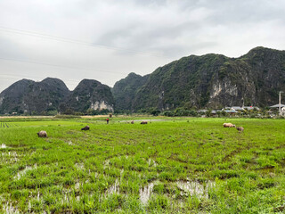 Ninh Binh Vietnam &ndash; Scenic Karst Mountains, Rivers and Rice Fields Landscape