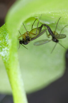 Dark-winged fungus gnats, flies of Sciaridae family. Common pests of potted plants in homes and apartments. dult specimens on the underside of a potted plant leaf.