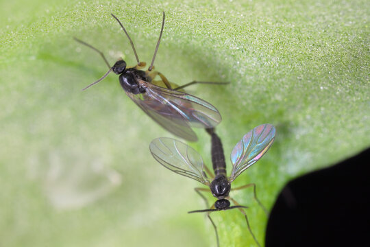 Dark-winged fungus gnats, flies of Sciaridae family. Common pests of potted plants in homes and apartments. dult specimens on the underside of a potted plant leaf.