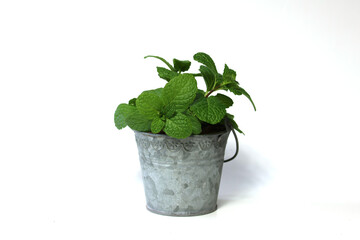 白背景の鉢植えののミント