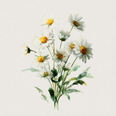 Obraz premium Hand-painted chamomile arrangement in pastel tones against a white canvas background