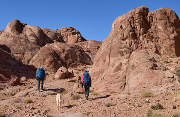 Tourists and a dog in a trail in high mountains in Sinai next to town Saint Catherine. Red mountains and huge boulders of amazing forms. Vacation and hiking in Sinai. © A.Pushkin