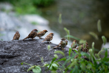 Group of Sparrows perched on riverside rock
