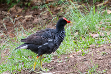 Image of a Common Gallinule highlighting its red frontal shield, yellow bill, and greenish legs in a terrestrial setting