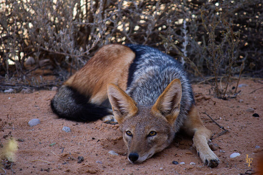Blackbacked Jackal in Kalahari