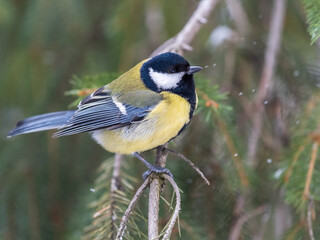 Fototapeta premium Cute bird Great tit, songbird sitting on the fir branch