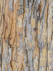 Obraz premium The texture of the bark of an old apple tree