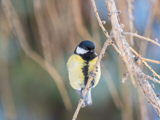 Obraz premium Cute bird Great tit, songbird sitting on a branch without leaves in the autumn or winter.