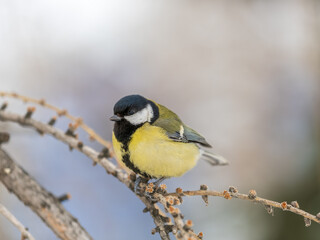 Fototapeta premium Cute bird Great tit, songbird sitting on a branch without leaves in the autumn or winter.